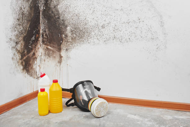 Best Mold Testing  in Blakely, GA