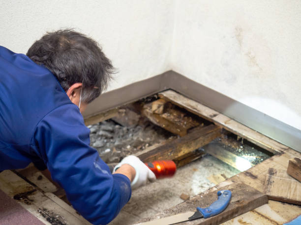 Best Commercial Mold Removal  in Blakely, GA