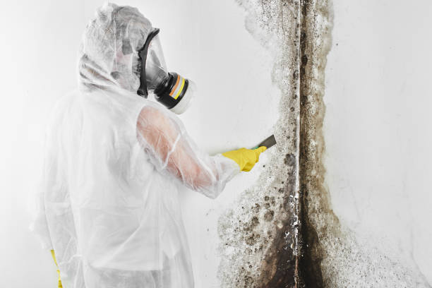 Best Attic Mold Removal  in Blakely, GA