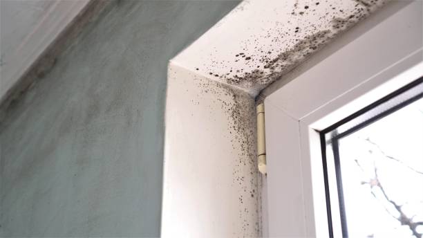 Best Commercial Mold Removal  in Blakely, GA
