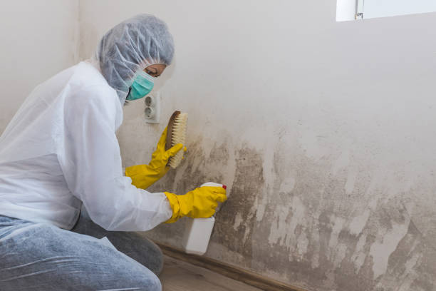 Best Local Mold Removal Service  in Blakely, GA