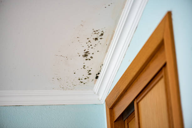 Best Professional Mold Removal  in Blakely, GA