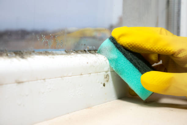 Best Certified Mold Removal  in Blakely, GA