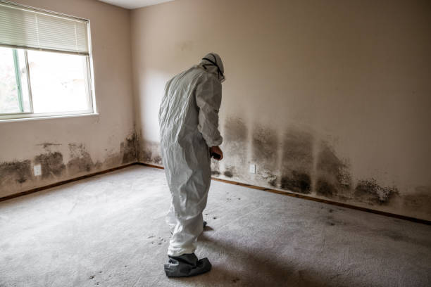 Best Office Mold Removal Services  in Blakely, GA