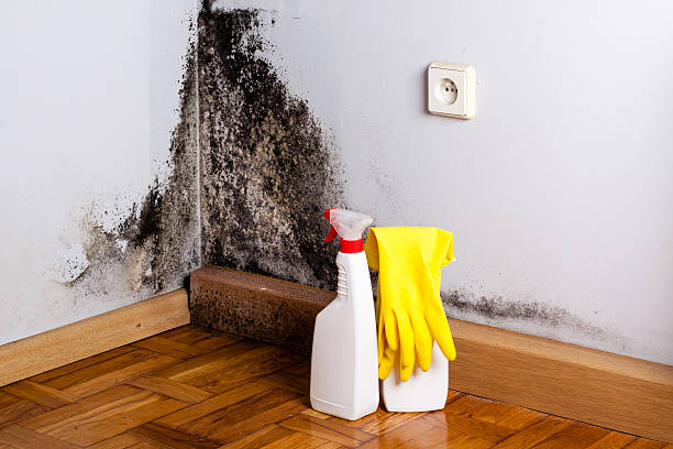 Crawl Space Mold Removal in Blakely, GA