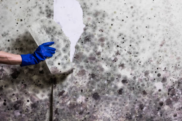 Best Affordable Mold Removal  in Blakely, GA