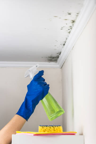 Best Toxic Mold Removal  in Blakely, GA
